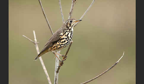 Äthiopiendrossel (Psophocichla simensis)