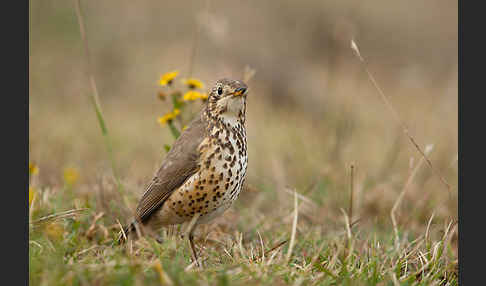 Äthiopiendrossel (Psophocichla simensis)