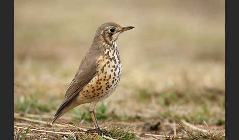 Äthiopiendrossel (Psophocichla simensis)