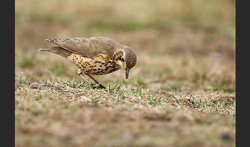 Äthiopiendrossel (Psophocichla simensis)