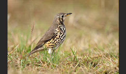 Äthiopiendrossel (Psophocichla simensis)