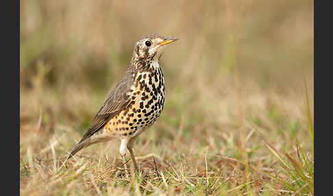 Äthiopiendrossel (Psophocichla simensis)