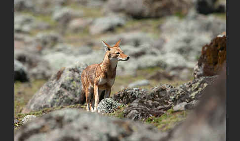 Äthiopischer Wolf (Canis simensis)