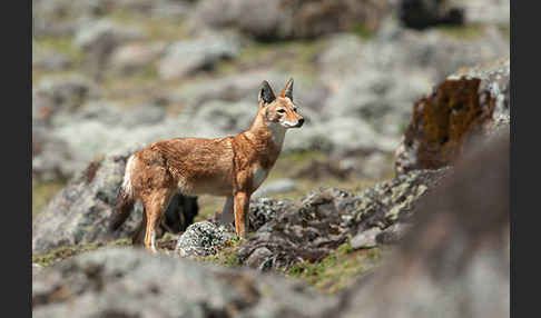 Äthiopischer Wolf (Canis simensis)