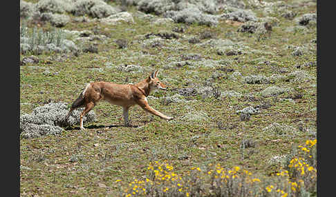 Äthiopischer Wolf (Canis simensis)