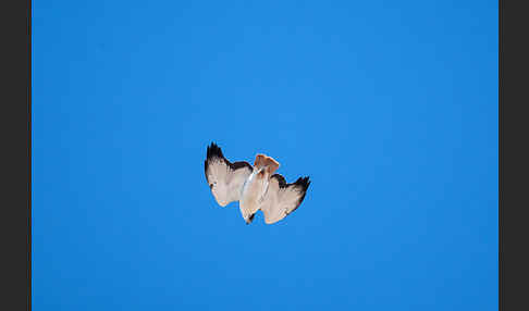 Augurbussard (Buteo augur)