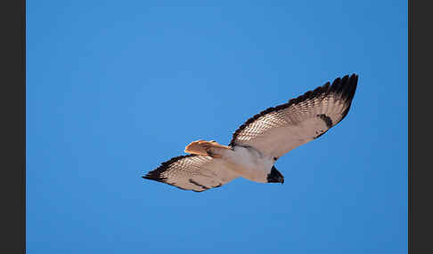 Augurbussard (Buteo augur)