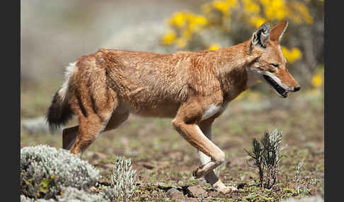 Äthiopischer Wolf (Canis simensis)