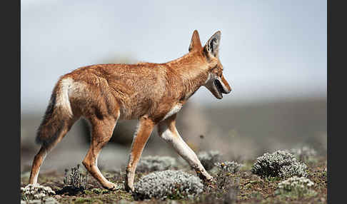 Äthiopischer Wolf (Canis simensis)