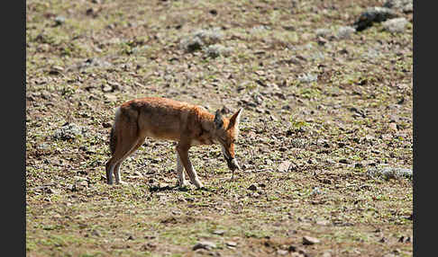 Äthiopischer Wolf (Canis simensis)