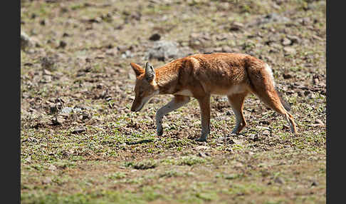 Äthiopischer Wolf (Canis simensis)