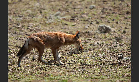 Äthiopischer Wolf (Canis simensis)