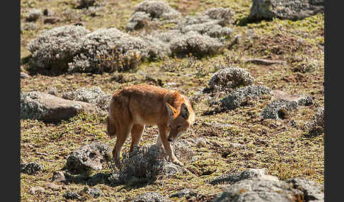 Äthiopischer Wolf (Canis simensis)