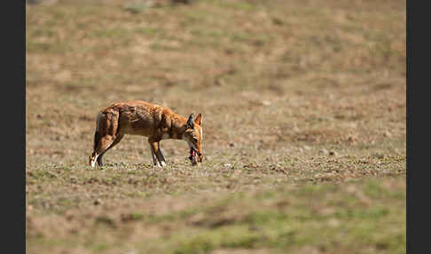 Äthiopischer Wolf (Canis simensis)