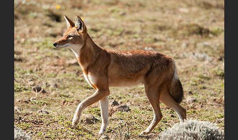 Äthiopischer Wolf (Canis simensis)