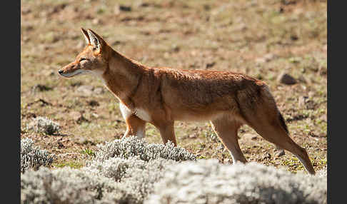 Äthiopischer Wolf (Canis simensis)