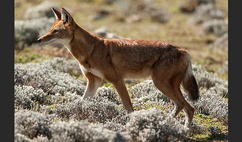 Äthiopischer Wolf (Canis simensis)