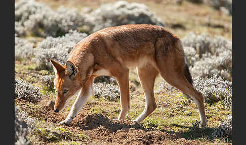 Äthiopischer Wolf (Canis simensis)