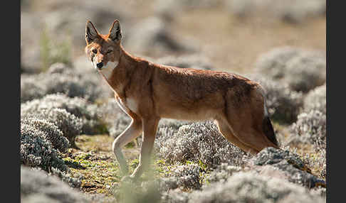 Äthiopischer Wolf (Canis simensis)