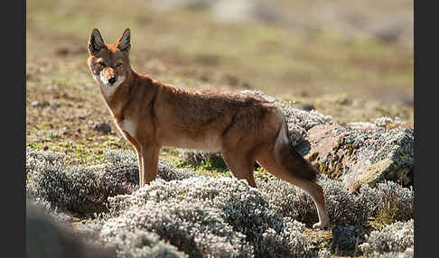 Äthiopischer Wolf (Canis simensis)