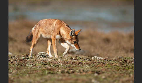 Äthiopischer Wolf (Canis simensis)