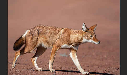 Äthiopischer Wolf (Canis simensis)