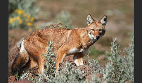 Äthiopischer Wolf (Canis simensis)