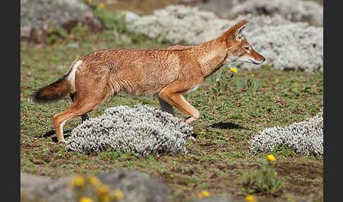 Äthiopischer Wolf (Canis simensis)