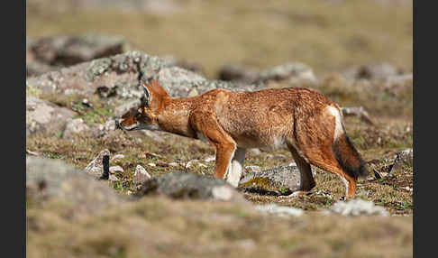 Äthiopischer Wolf (Canis simensis)