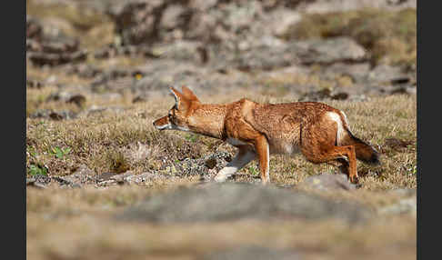 Äthiopischer Wolf (Canis simensis)