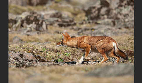 Äthiopischer Wolf (Canis simensis)