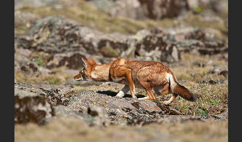 Äthiopischer Wolf (Canis simensis)