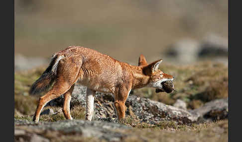 Äthiopischer Wolf (Canis simensis)