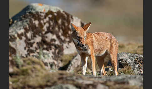 Äthiopischer Wolf (Canis simensis)