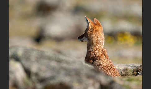 Äthiopischer Wolf (Canis simensis)