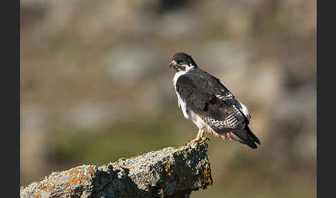 Augurbussard (Buteo augur)