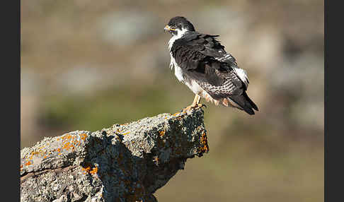 Augurbussard (Buteo augur)