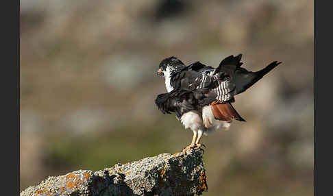 Augurbussard (Buteo augur)