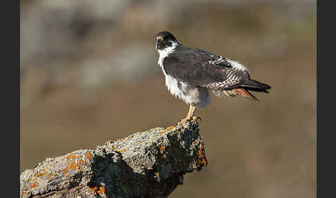 Augurbussard (Buteo augur)