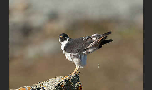 Augurbussard (Buteo augur)