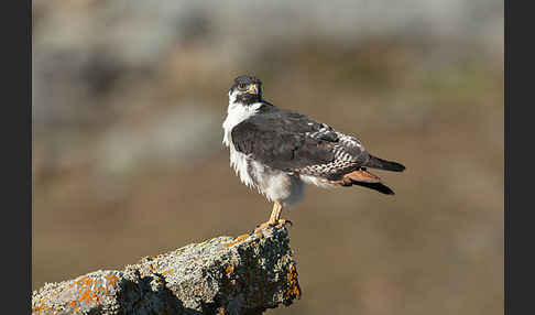 Augurbussard (Buteo augur)