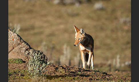 Äthiopischer Wolf (Canis simensis)