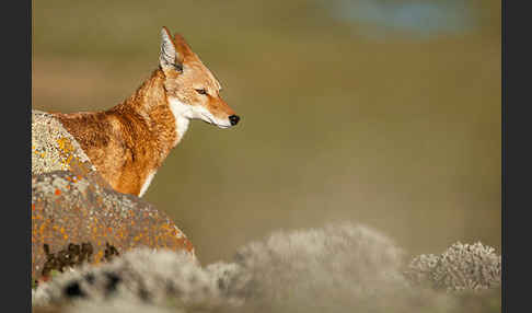 Äthiopischer Wolf (Canis simensis)