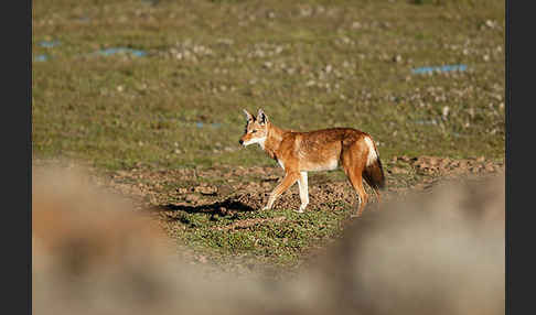 Äthiopischer Wolf (Canis simensis)