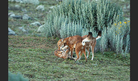 Äthiopischer Wolf (Canis simensis)