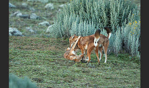 Äthiopischer Wolf (Canis simensis)