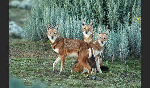 Äthiopischer Wolf (Canis simensis)