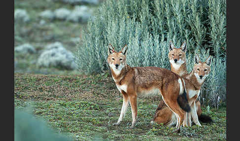 Äthiopischer Wolf (Canis simensis)