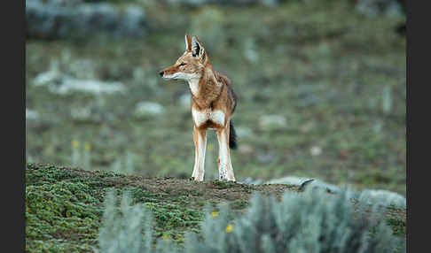 Äthiopischer Wolf (Canis simensis)