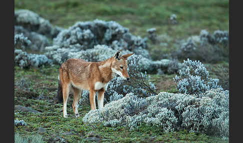 Äthiopischer Wolf (Canis simensis)